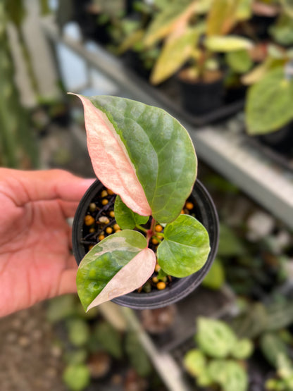 Anthurium Night Queen x Zara Michelle
