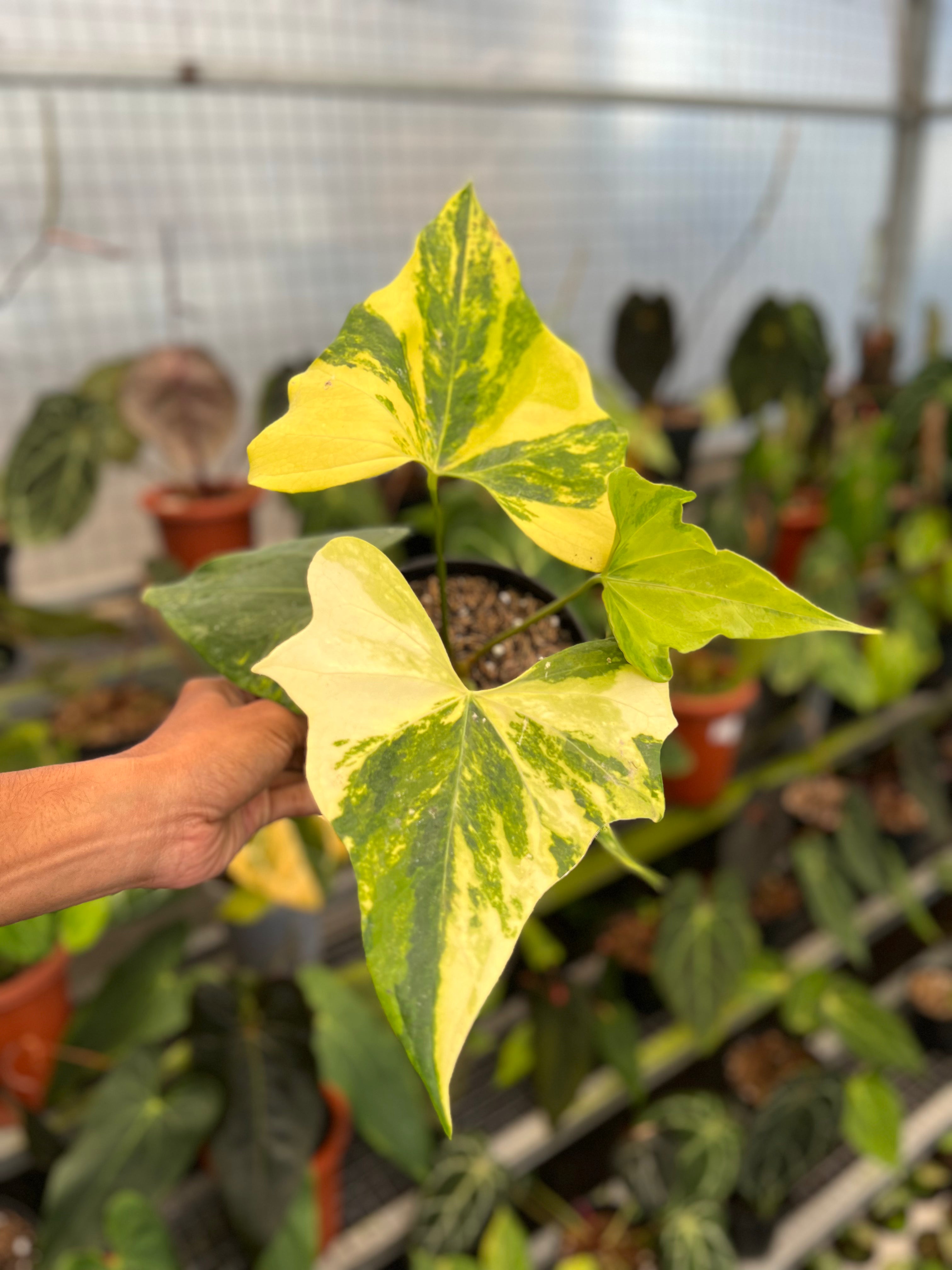 Anthurium Pterodactyl Variegated