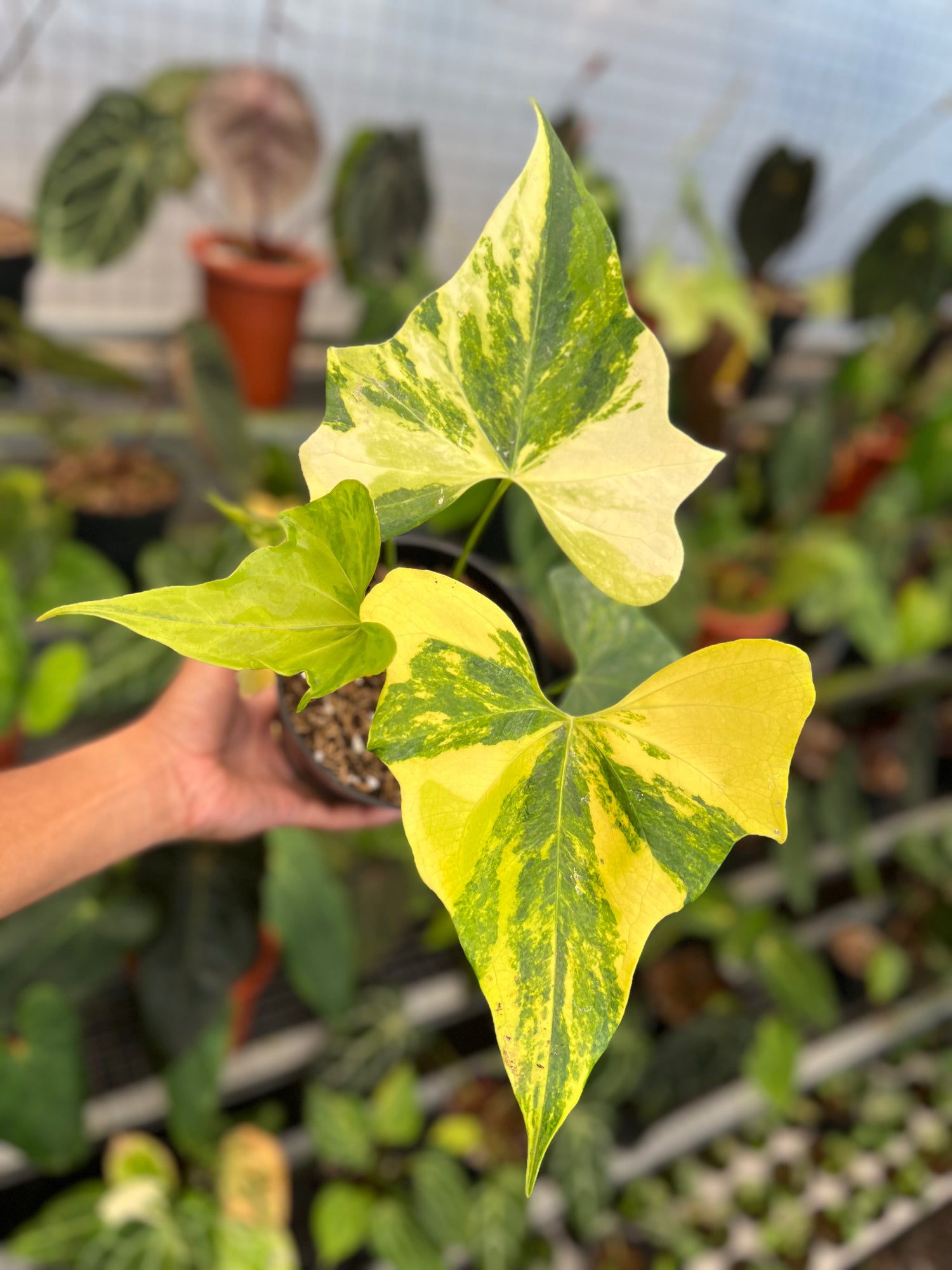 Anthurium Pterodactyl Variegated