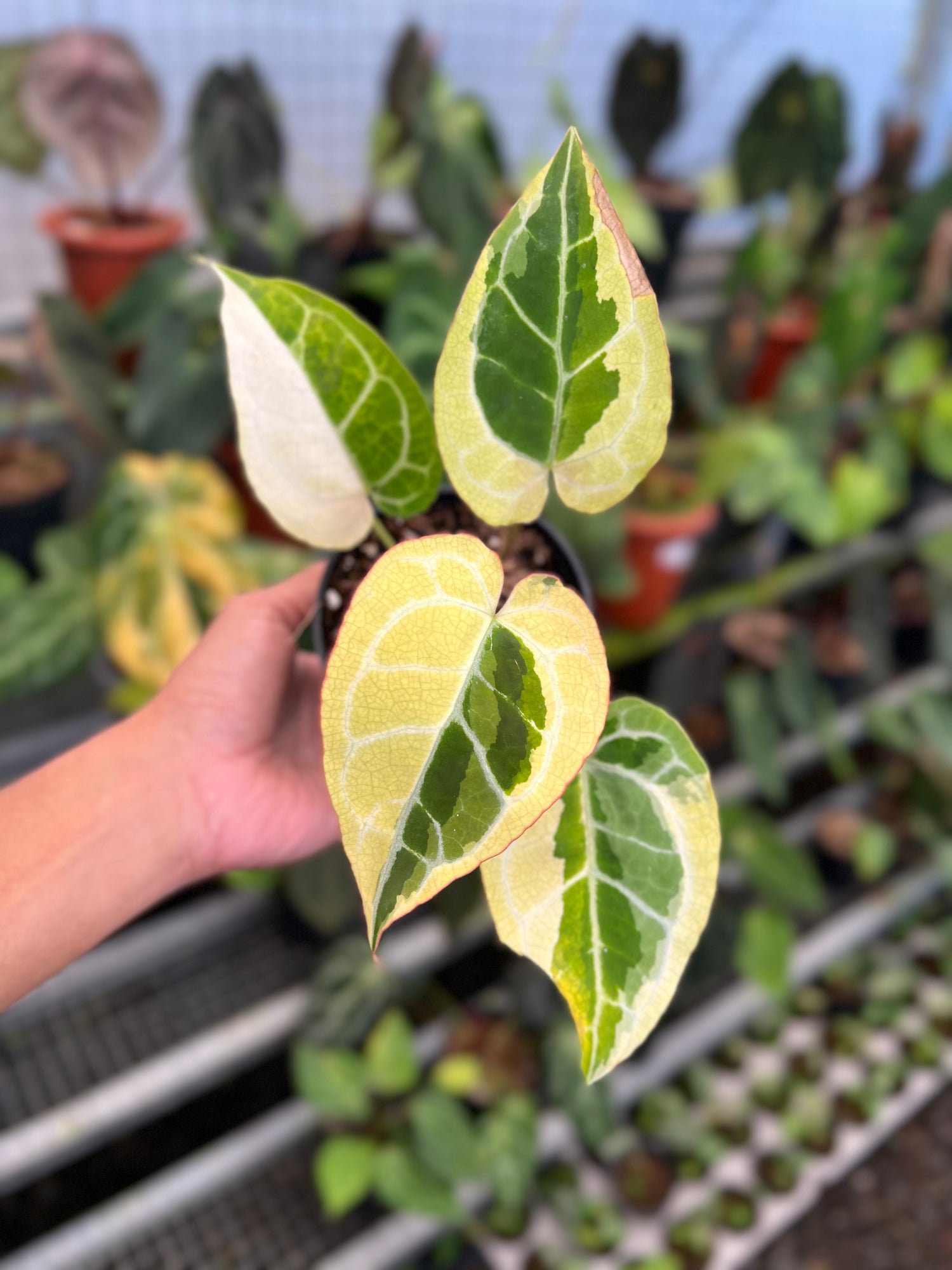 Anthurium Crystallinum Rinjani
