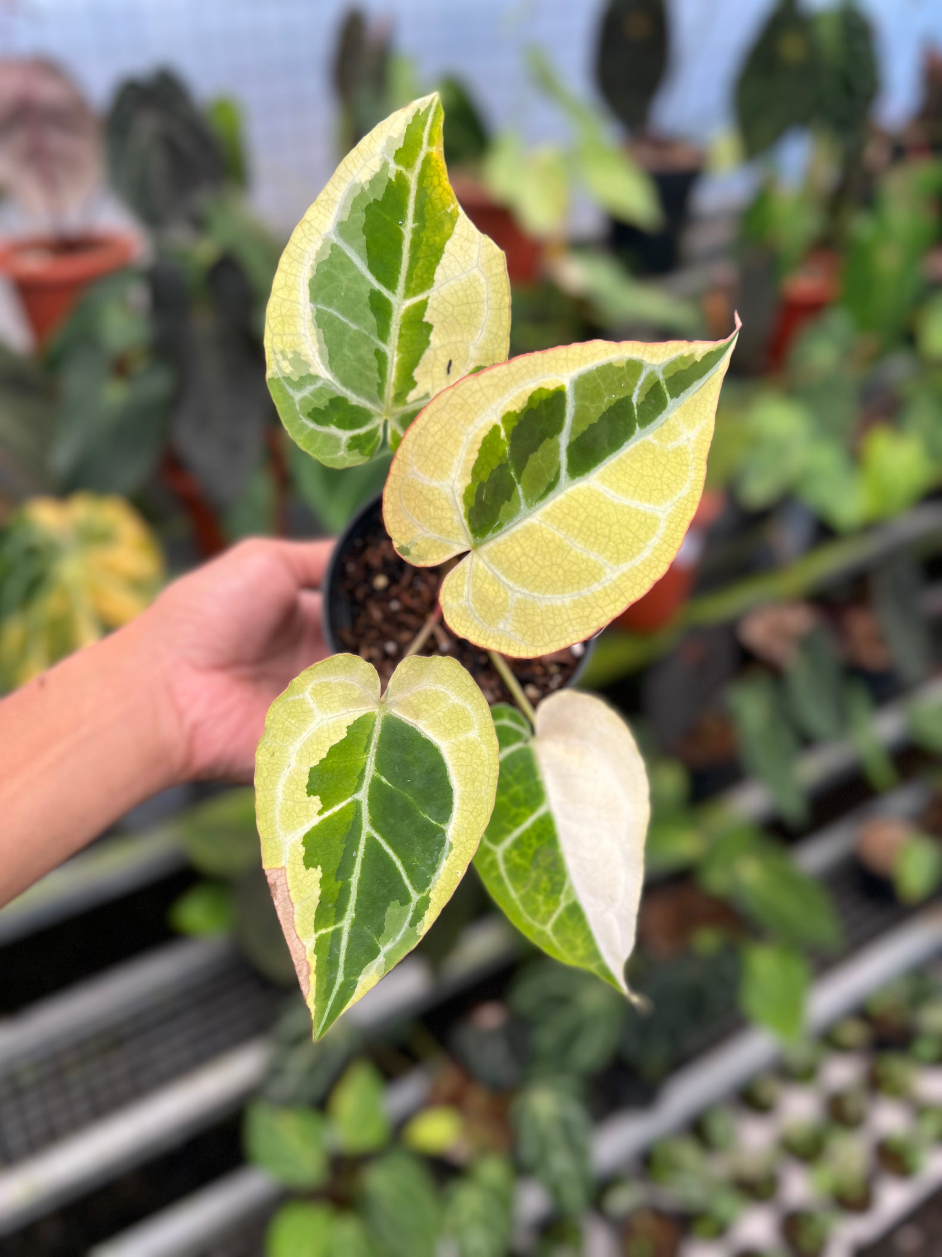Anthurium Crystallinum Rinjani