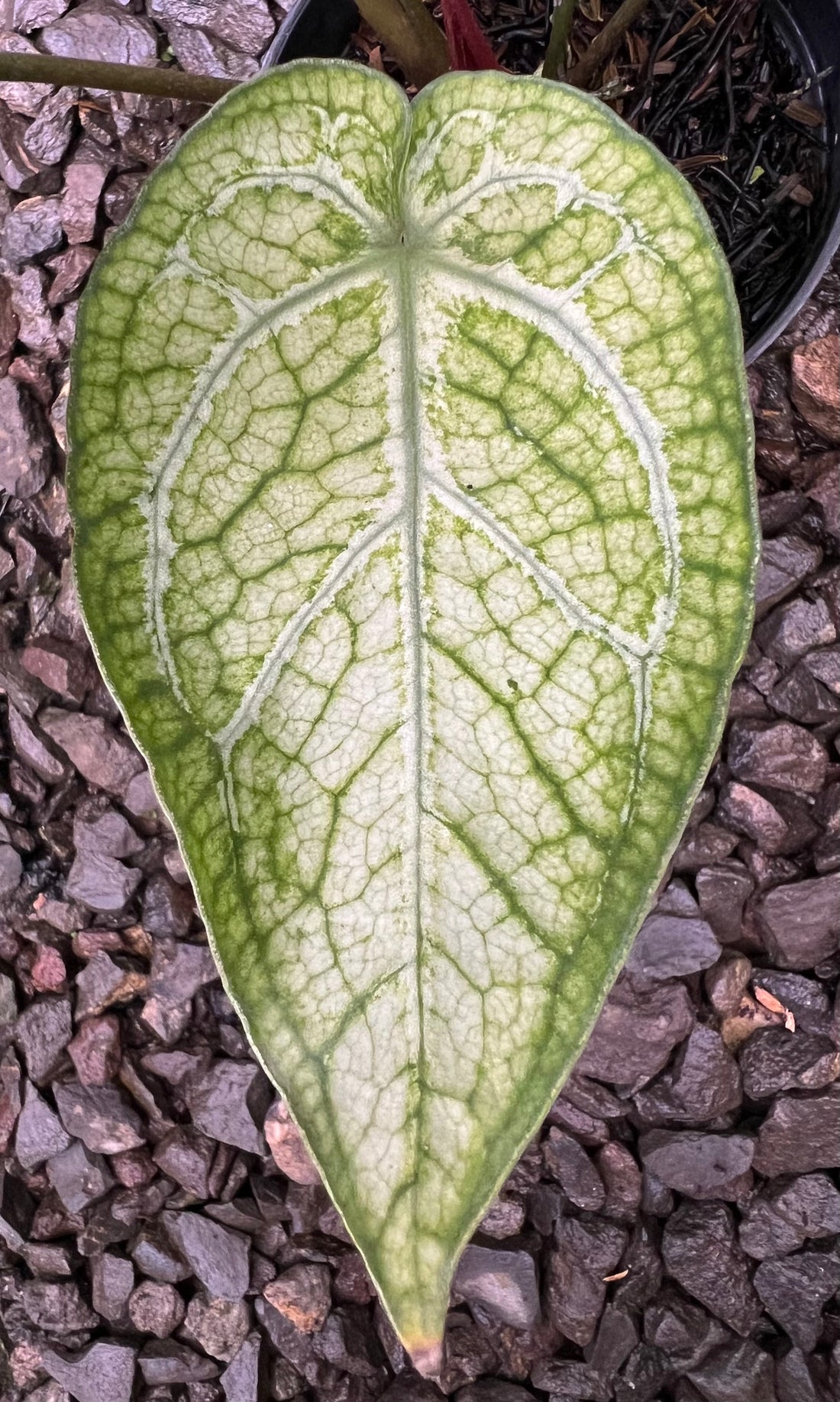 Anthurium (Angela x Black Widow) x (BVIT X ZM)