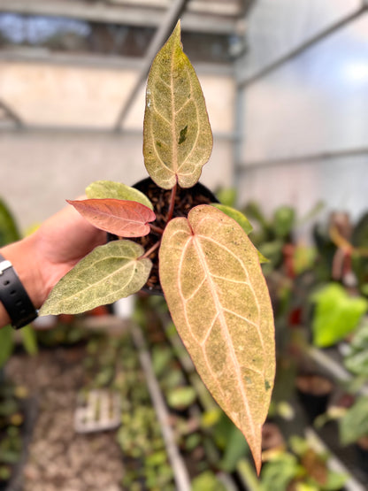 Anthurium (Angela x Black Widow) x (BVIT x ZM)