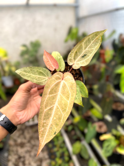 Anthurium (Angela x Black Widow) x (BVIT x ZM)