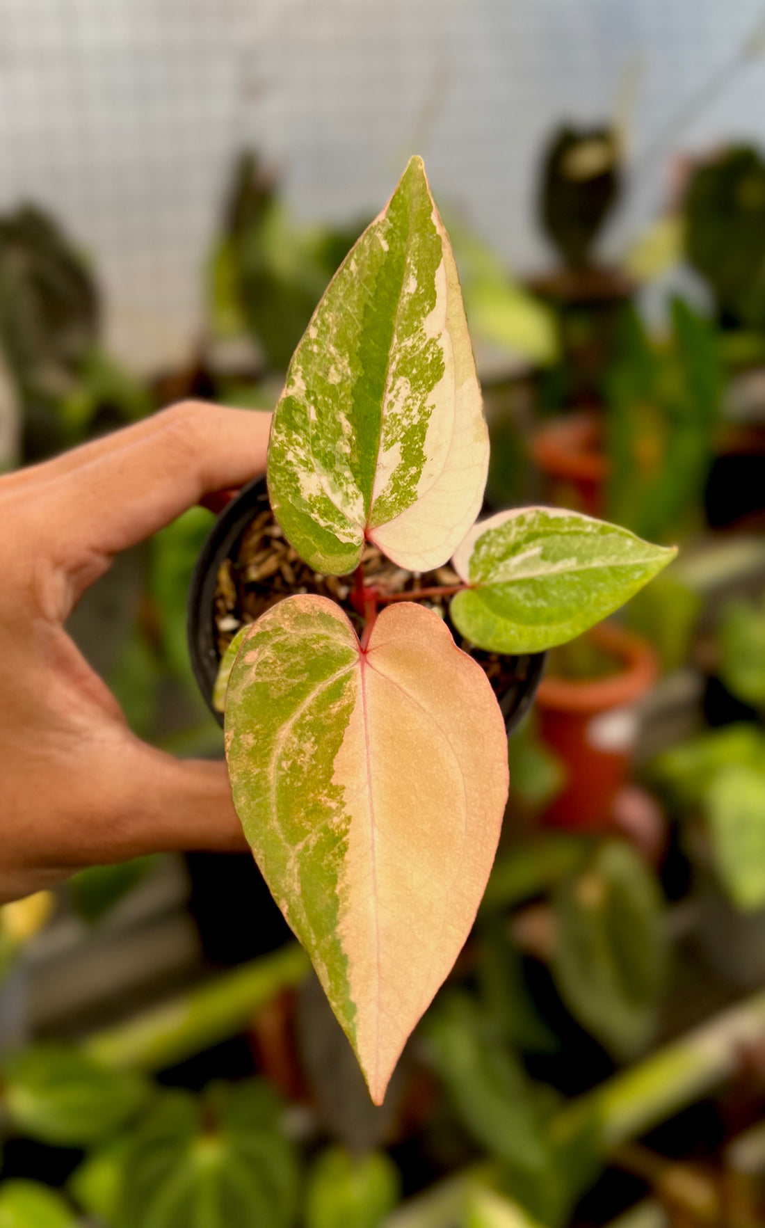Anthurium Papillilaminum Pink x Red Legacy
