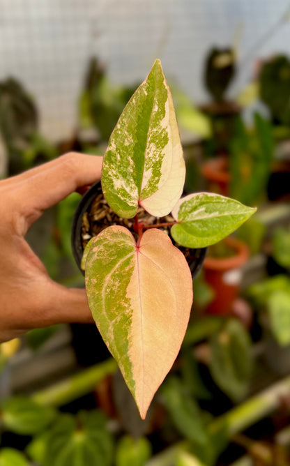 Anthurium Papillilaminum Pink x Red Legacy