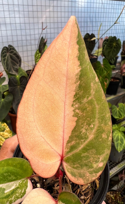 Anthurium Papillilaminum Pink x Red Legacy