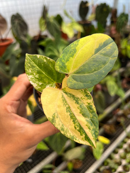 Anthurium Black Venom x Twilight Armor