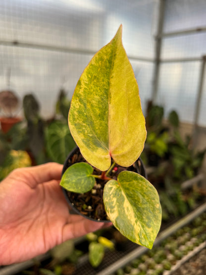 Anthurium (BVIT x ZM) x Dressleri