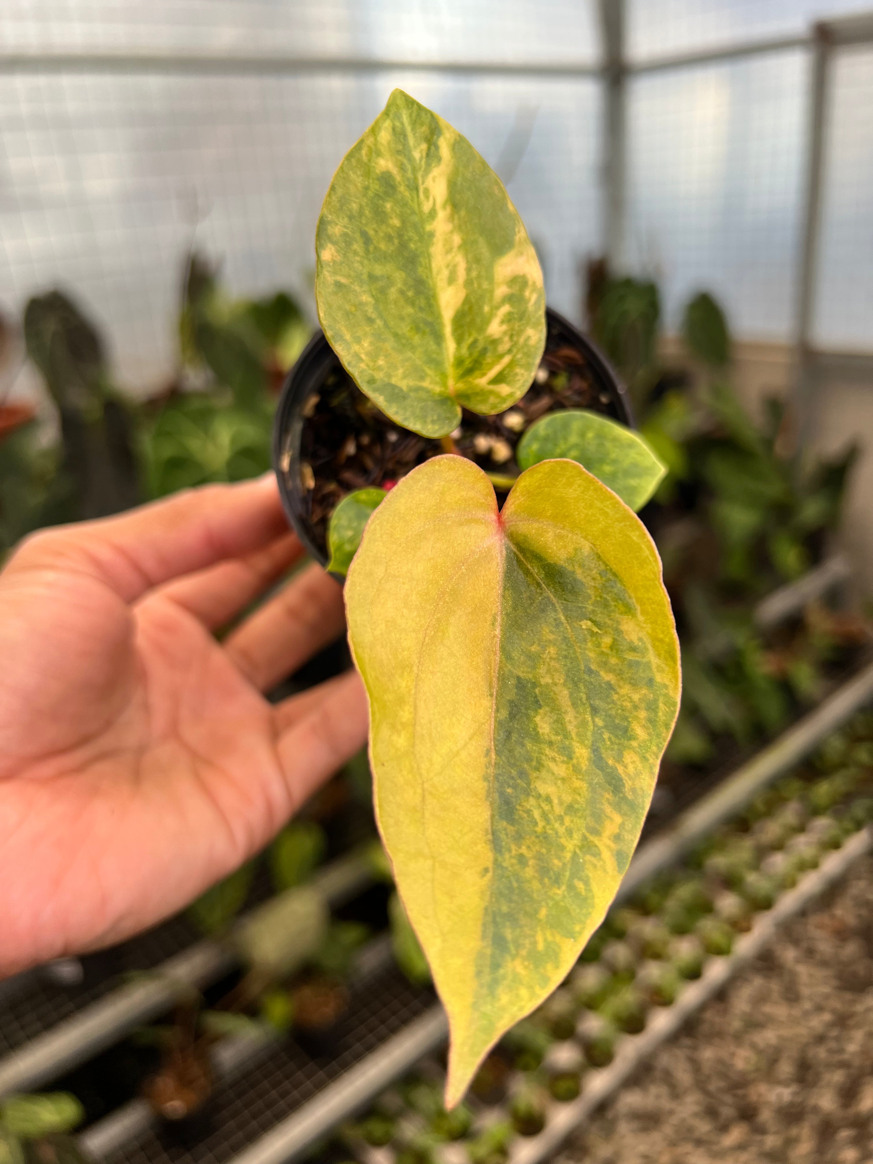 Anthurium (BVIT x ZM) x Dressleri