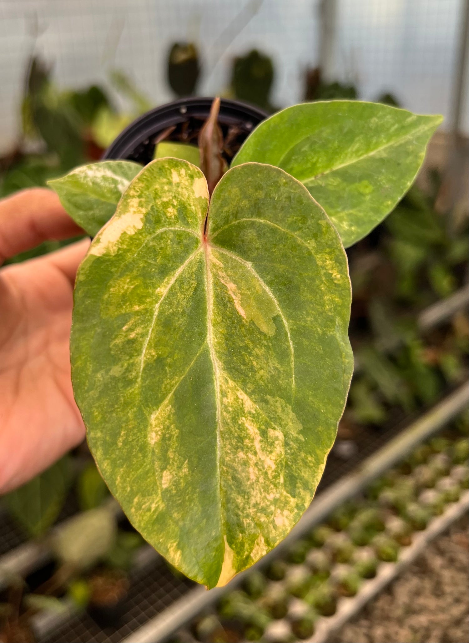 Anthurium Papillilaminum Pink x Red Legacy
