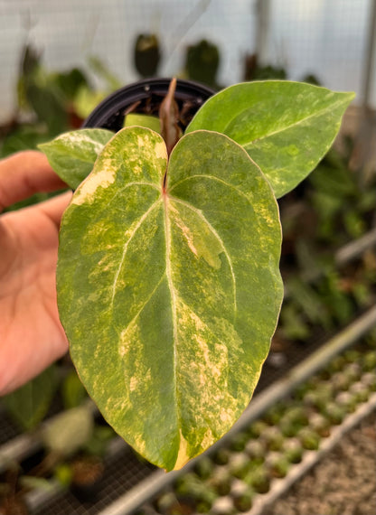 Anthurium Papillilaminum Pink x Red Legacy