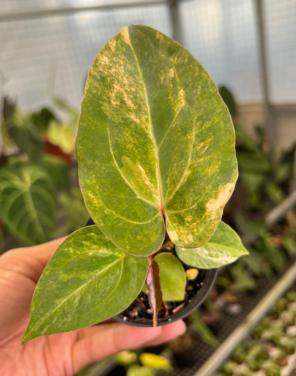 Anthurium Papillilaminum Pink x Red Legacy