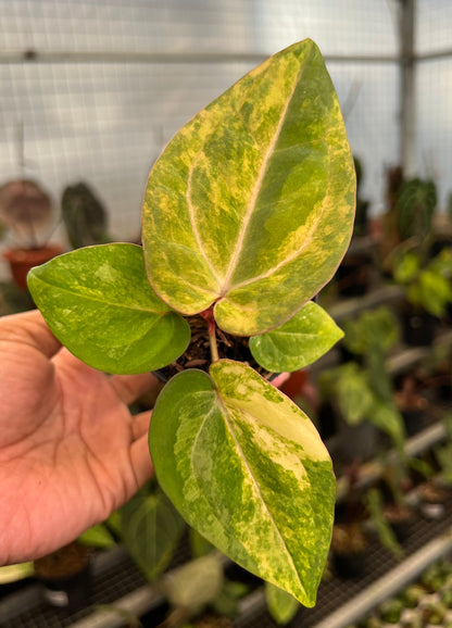 Anthurium Papillilamunum Pink x Red Legacy