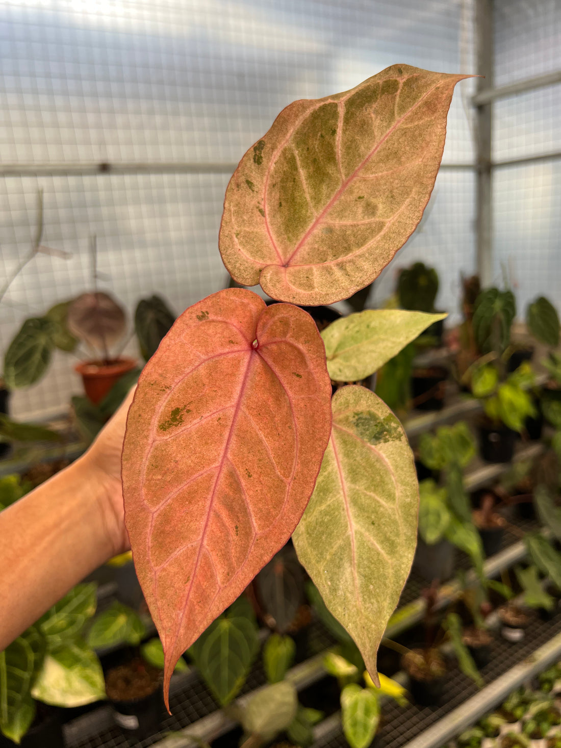 Anthurium (Angela x Black Widow) x (BVIT x ZM)