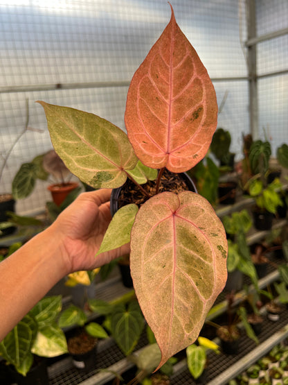 Anthurium (Angela x Black Widow) x (BVIT x ZM)