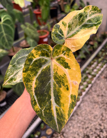 Anthurium Papillilaminum Pink x Michelle