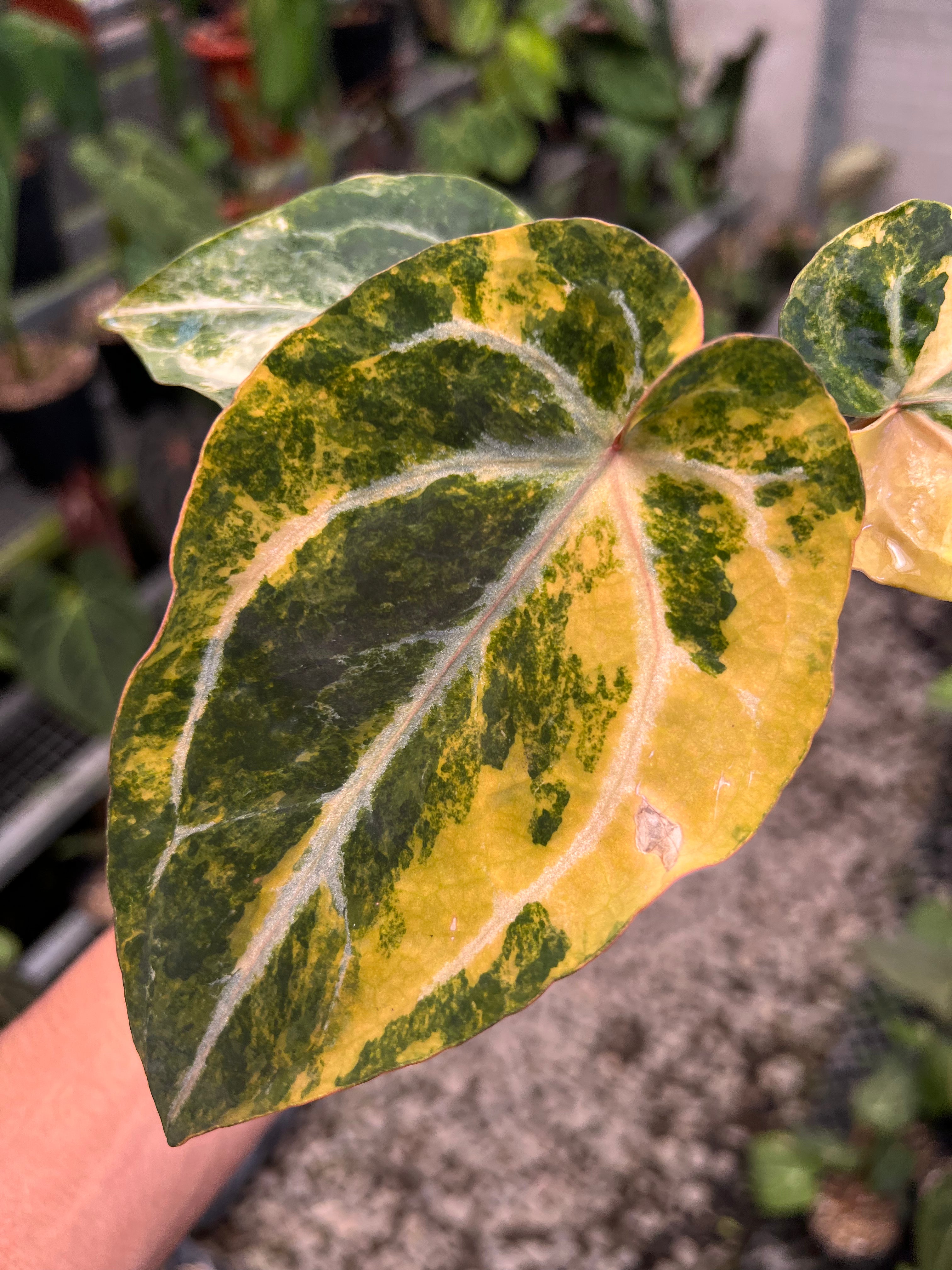 Anthurium Papillilaminum Pink x Michelle