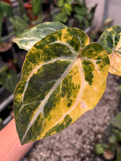 Anthurium Papillilaminum Pink x Michelle