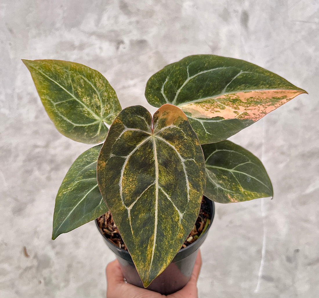 Anthurium  Papillilaminum Pink x Michelle