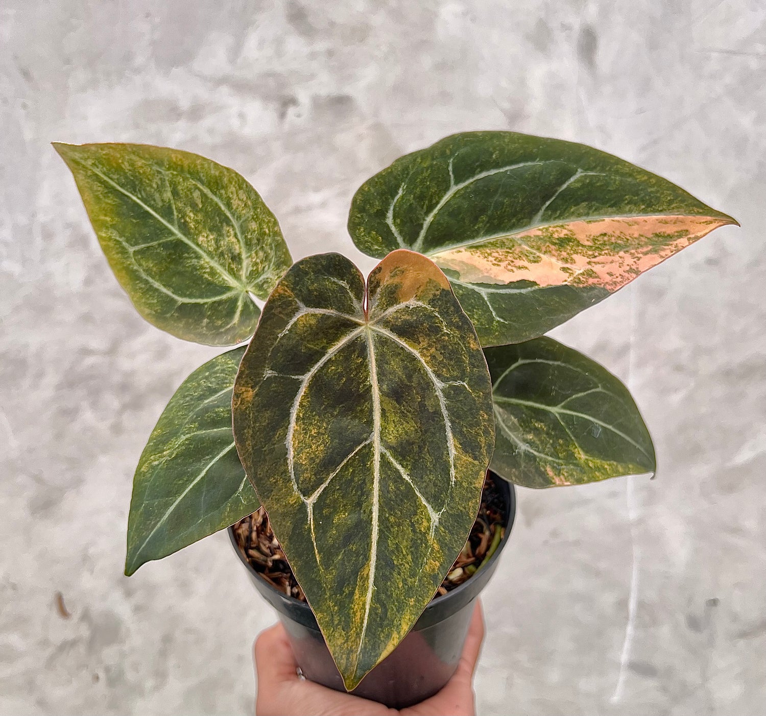 Anthurium  Papillilaminum Pink x Michelle