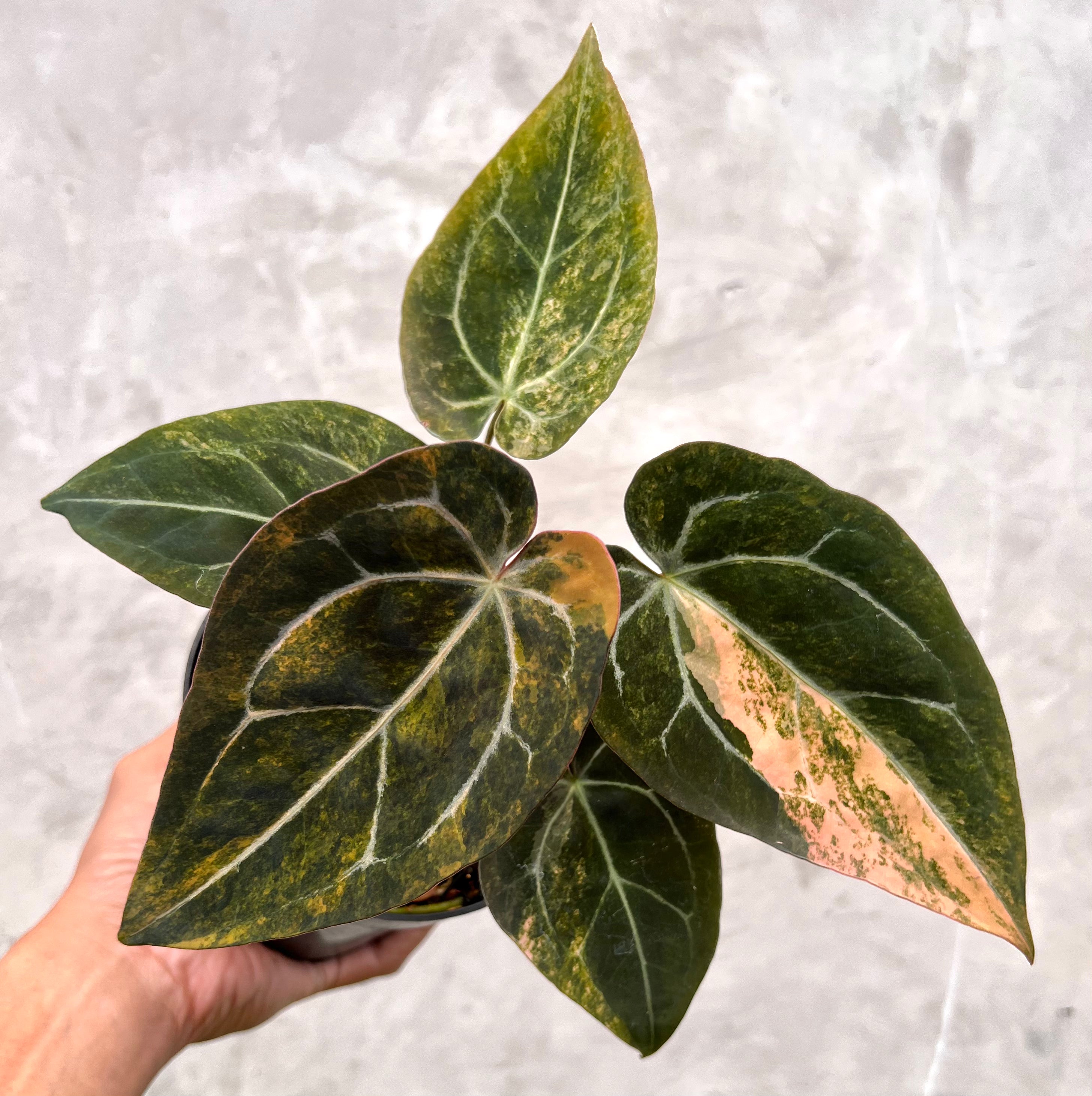 Anthurium  Papillilaminum Pink x Michelle