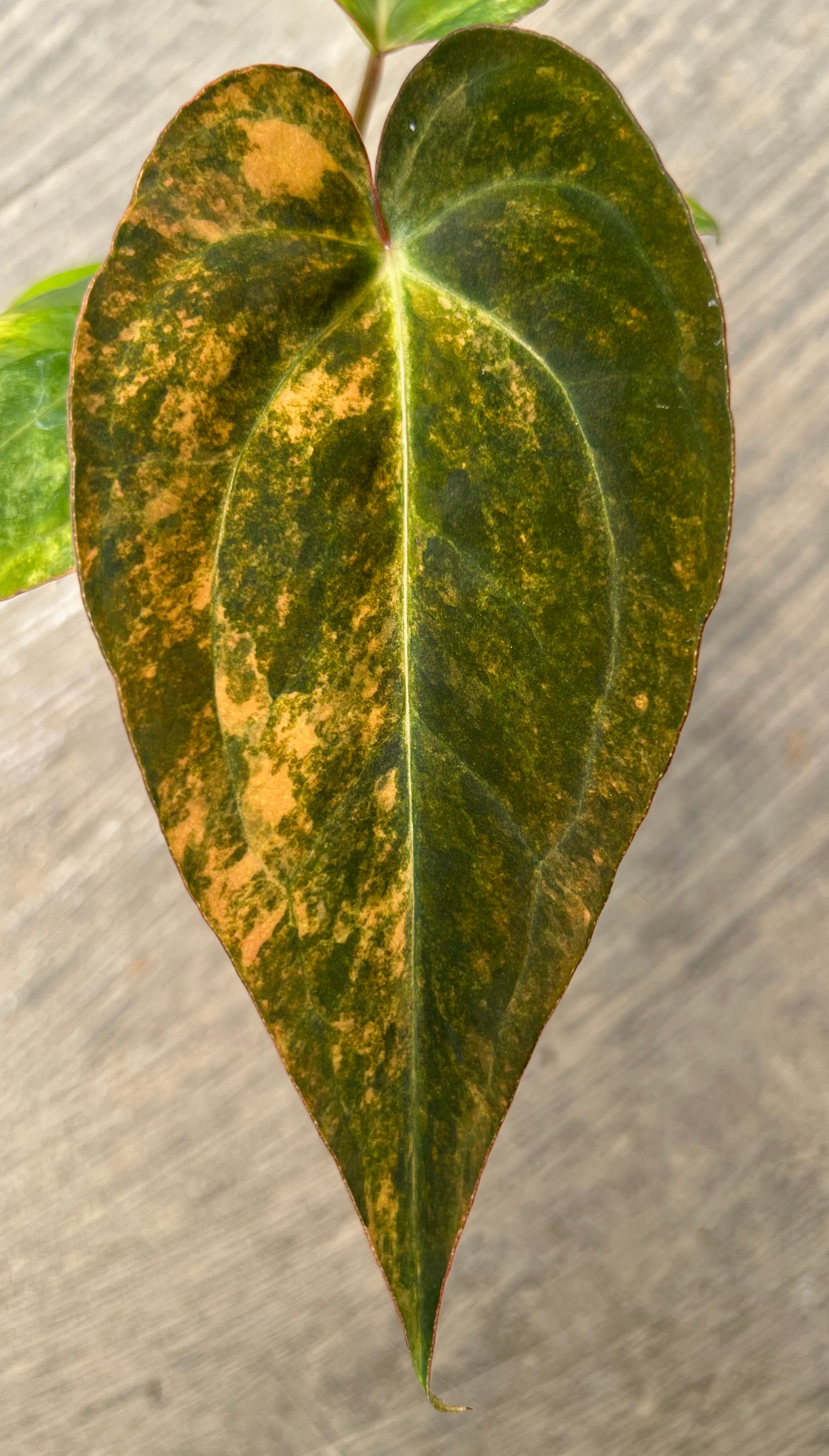Anthurium Papillilaminum Pink x (Papillilamunum x Red Crystallinum)