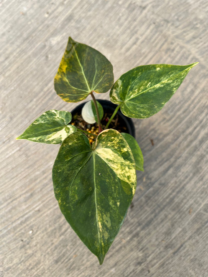 Anthurium Papillilaminum Pink Variegated x King of Spades