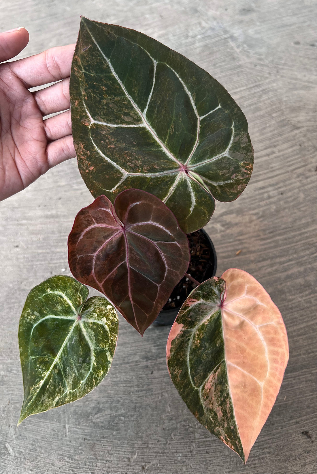 Anthurium  Papillilaminum Pink Variegated x Michelle