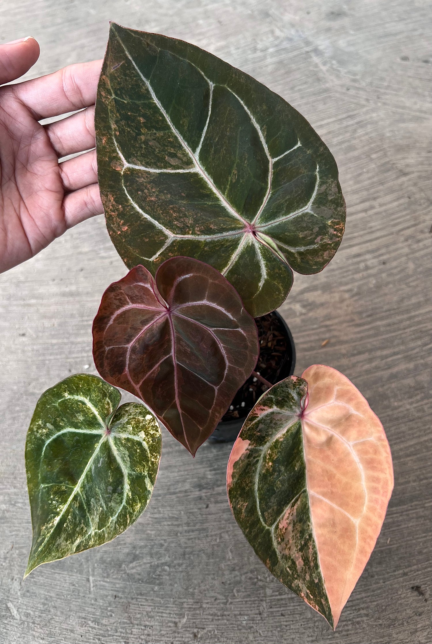 Anthurium  Papillilaminum Pink Variegated x Michelle