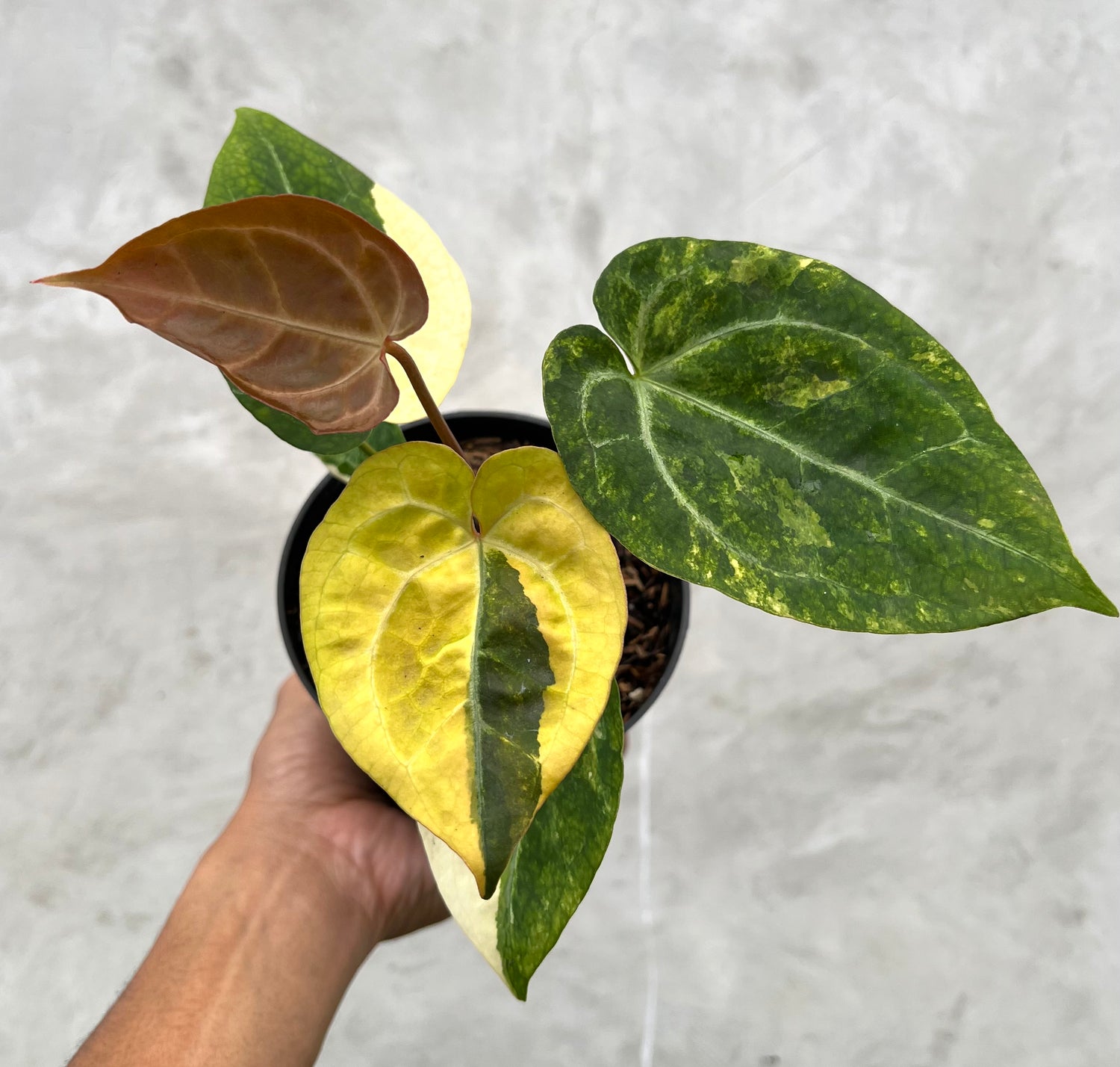 Anthurium Forgeti Variegated x (Angela x Black Widow)