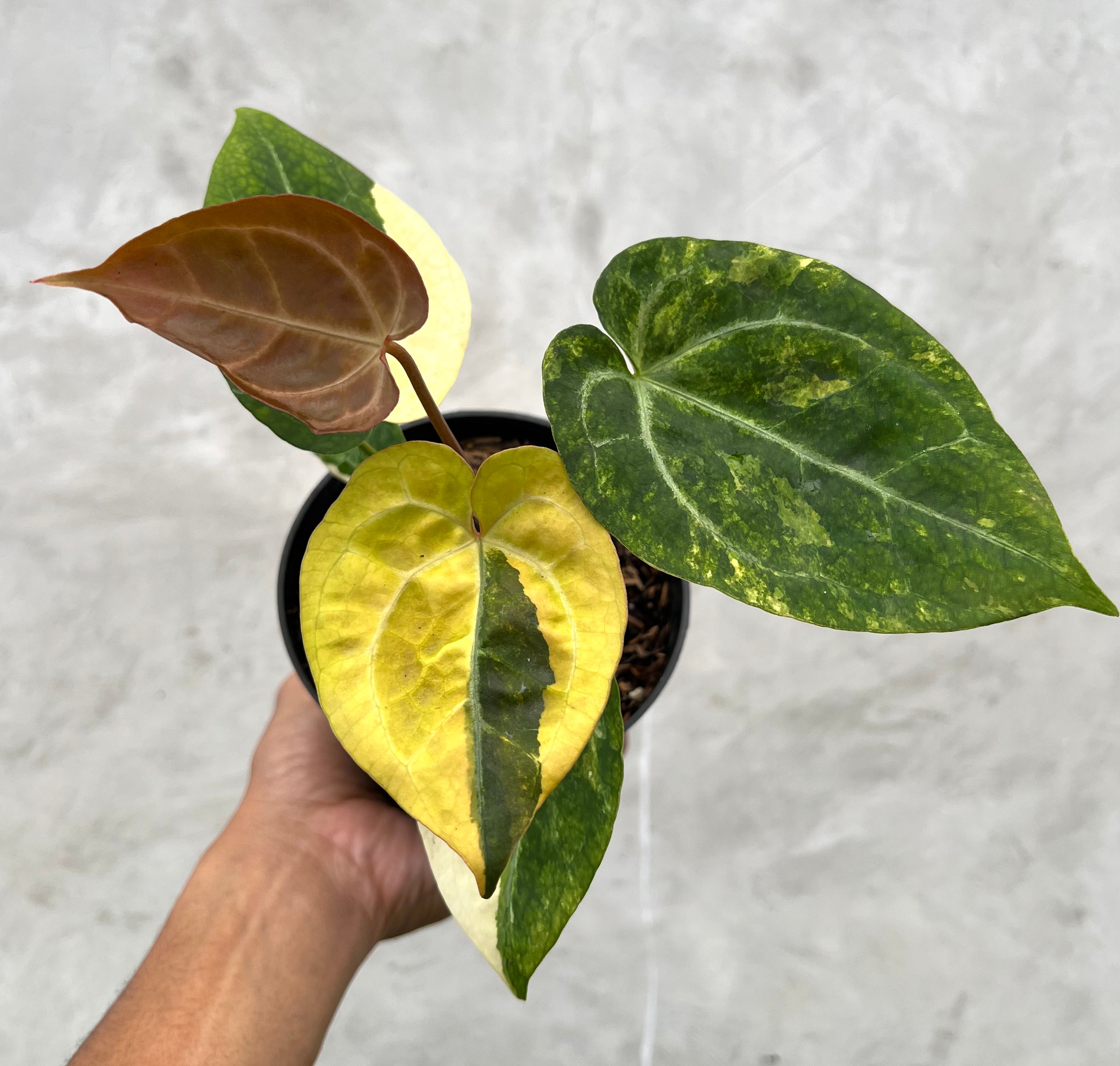 Anthurium Forgeti Variegated x (Angela x Black Widow)