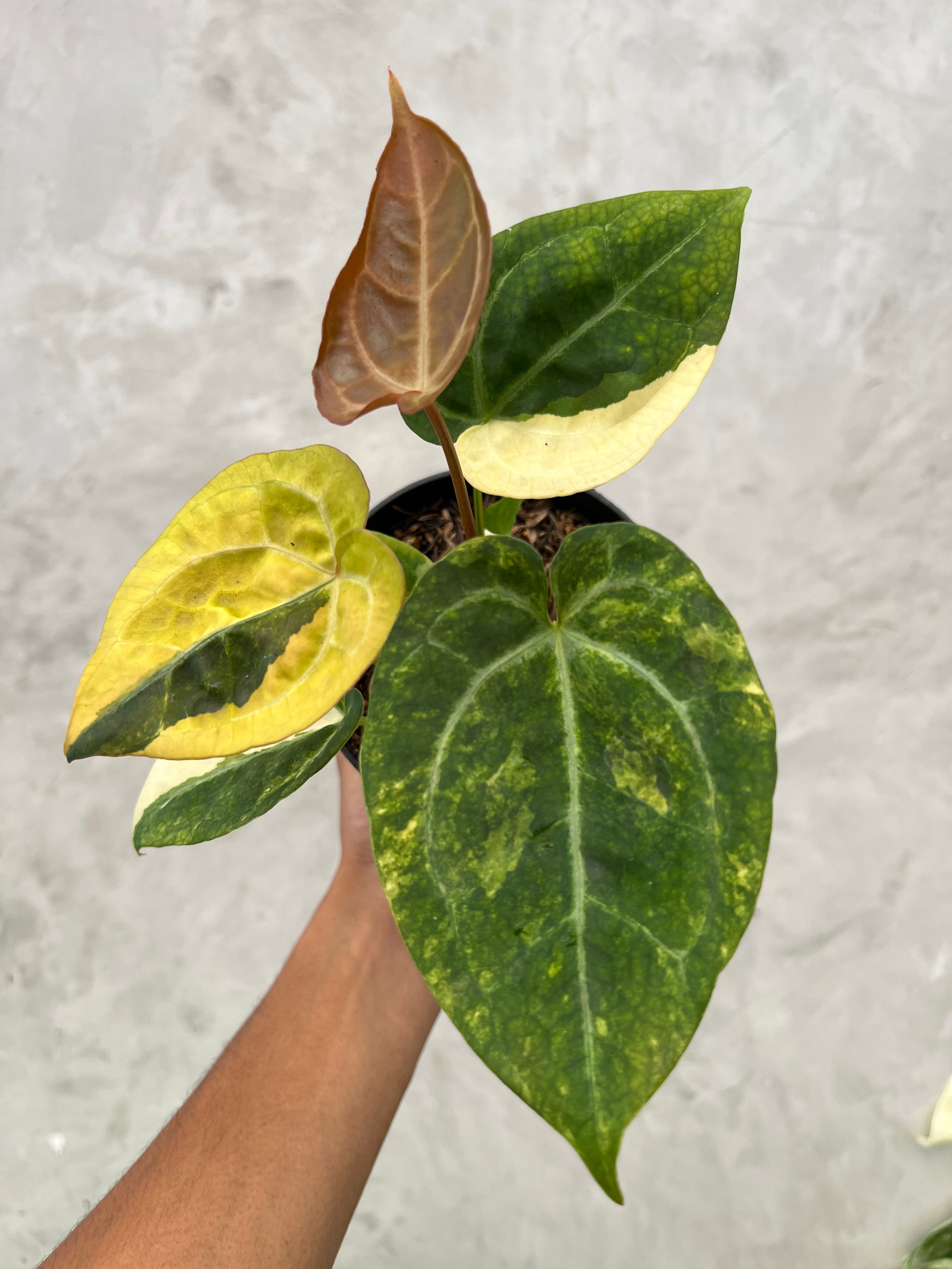 Anthurium Forgeti Variegated x (Angela x Black Widow)