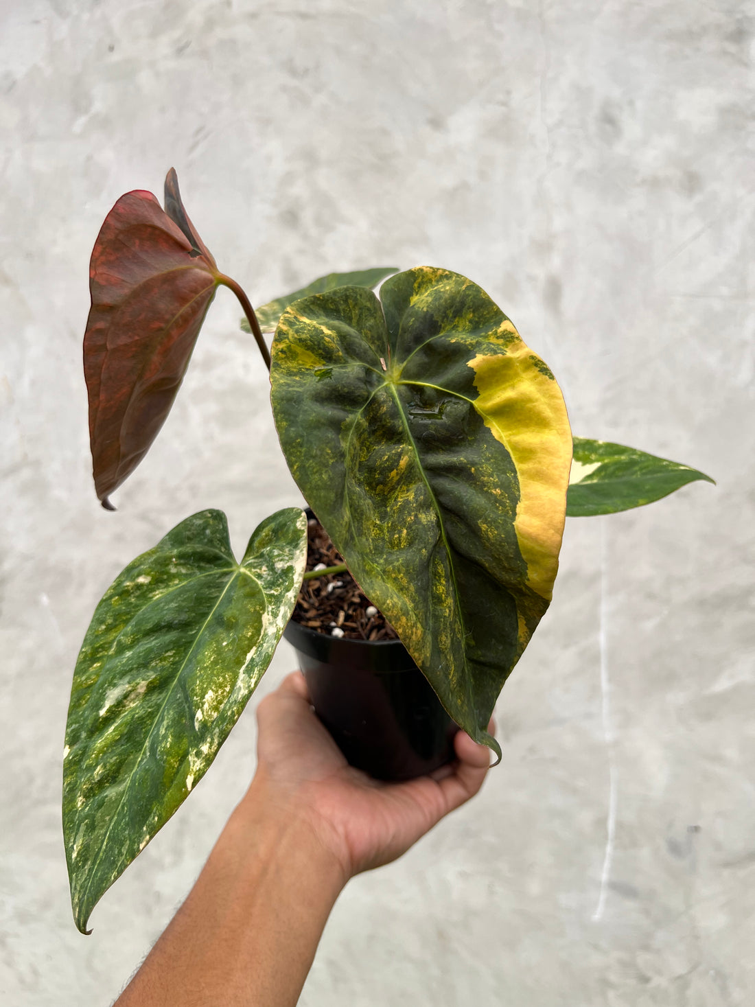 Anthurium Papillilaminum Pink x (Papillilamunum x Red Crystallinum)