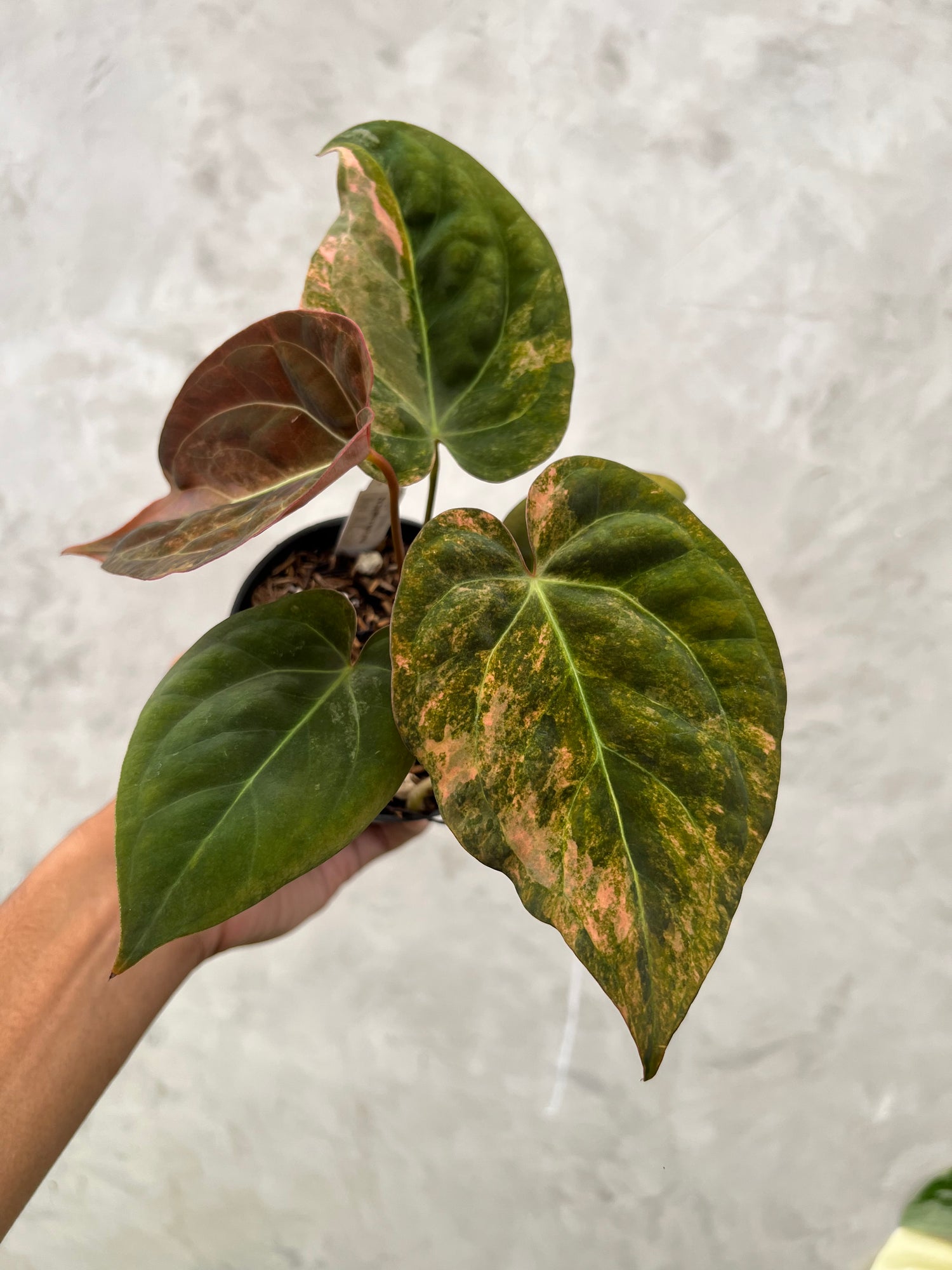 Anthurium Papillilaminum Pink x (Papillilamunum x Red Crystallinum)