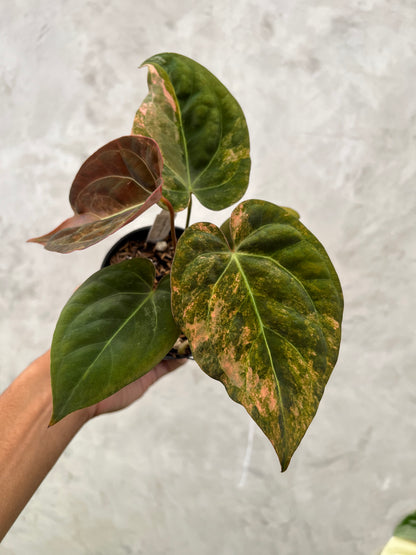 Anthurium Papillilaminum Pink x (Papillilamunum x Red Crystallinum)
