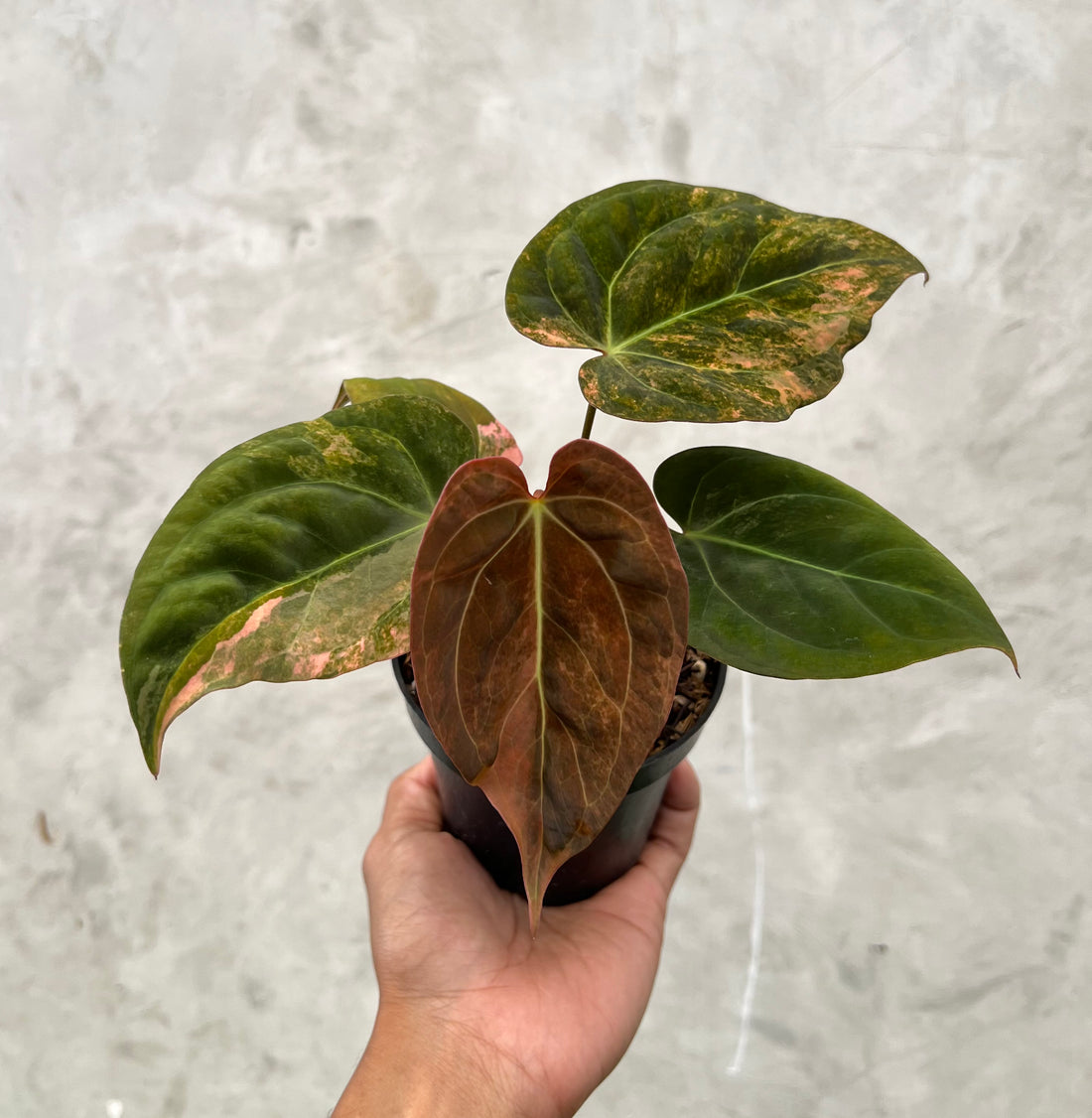 Anthurium Papillilaminum Pink x (Papillilamunum x Red Crystallinum)