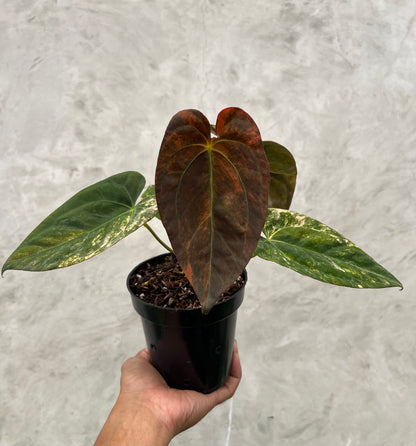 Anthurium Papillilaminum Pink x (Papillilamunum x Red Crystallinum)