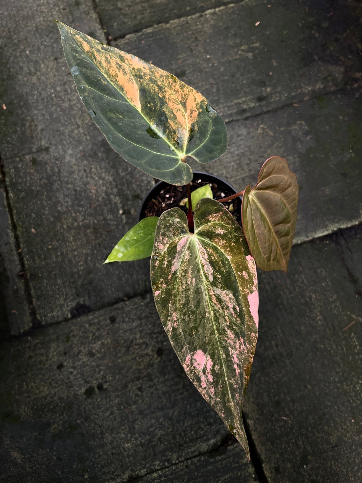 Anthurium Black Venom x Dorito Port