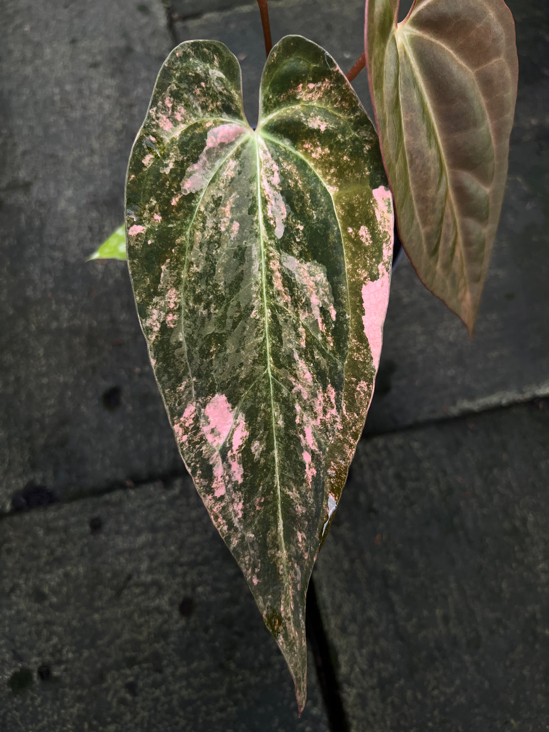 Anthurium Black Venom x Dorito Port