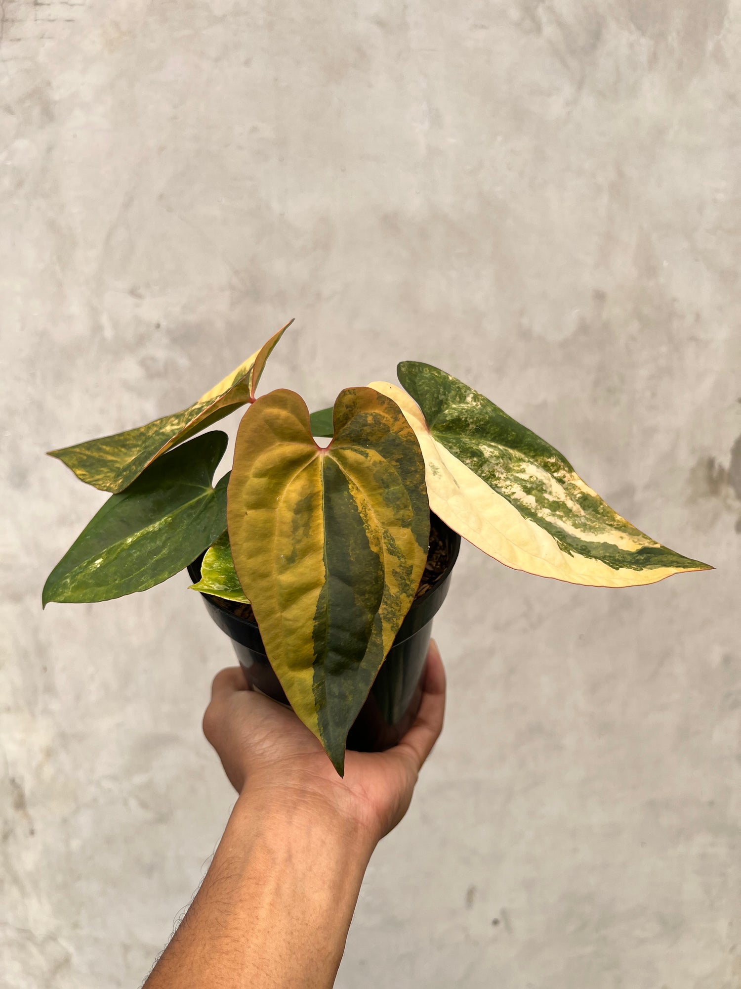 Anthurium Black Venom x RVDP