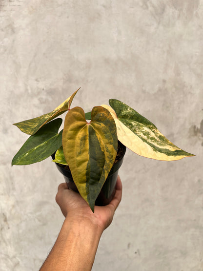 Anthurium Black Venom x RVDP