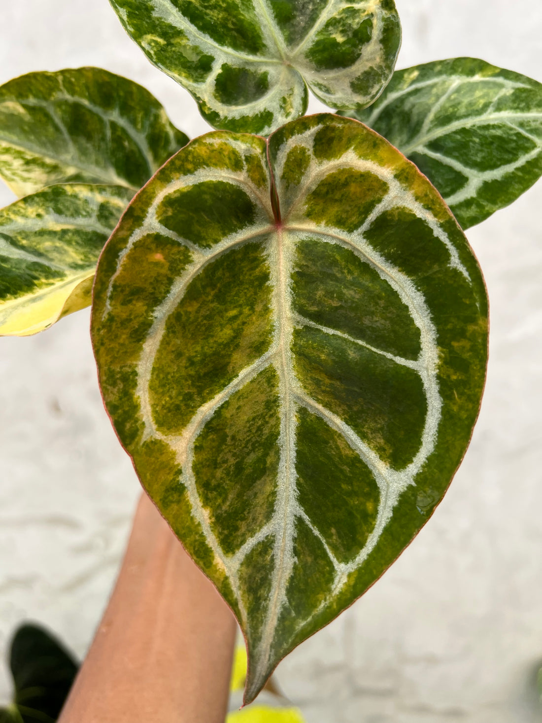 Anthurium Red Space