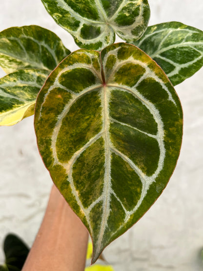 Anthurium Red Space