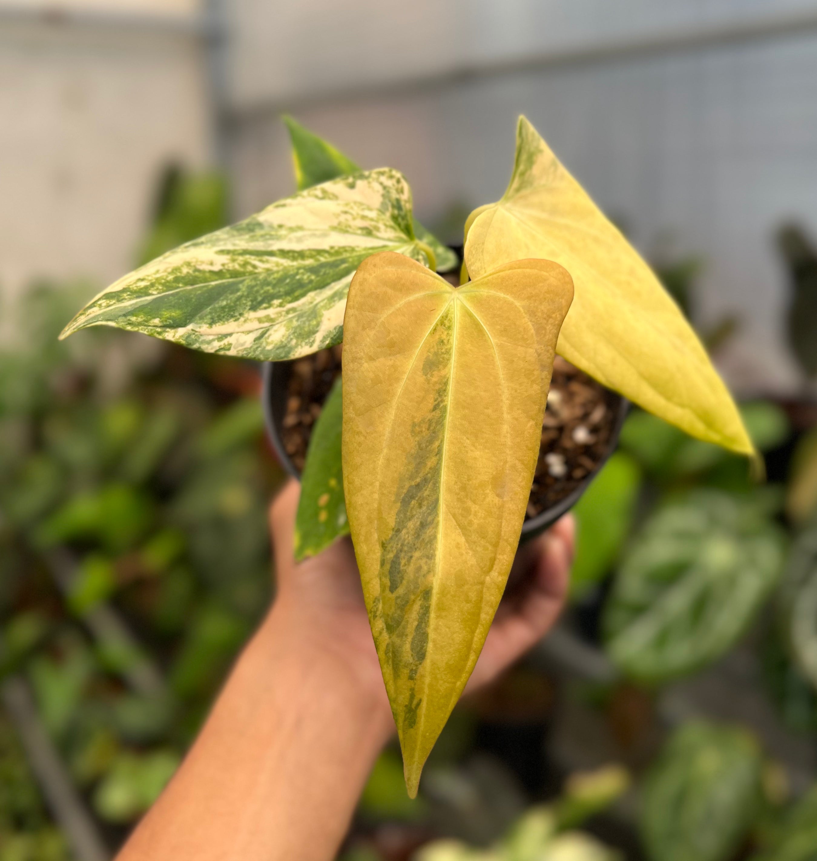 Anthurium Black Sweet