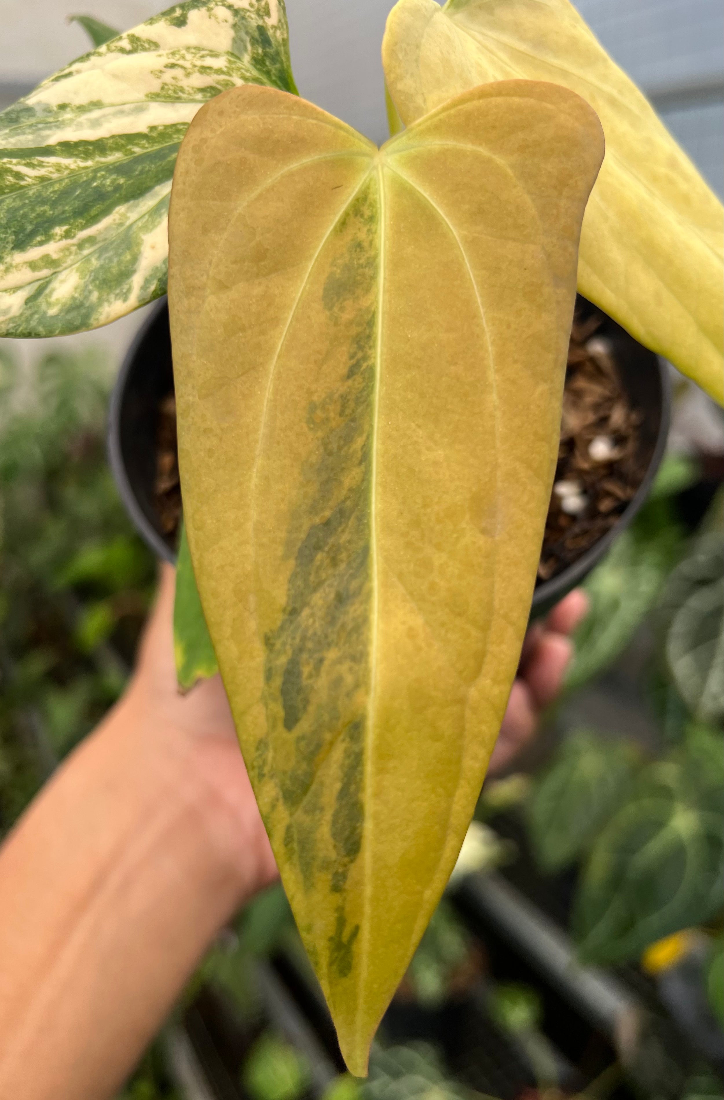 Anthurium Black Sweet