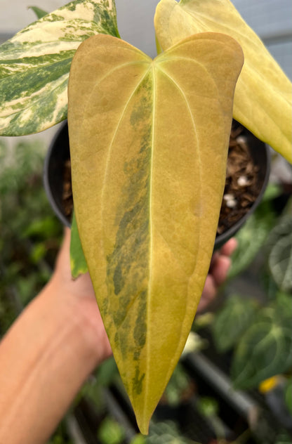 Anthurium Black Sweet