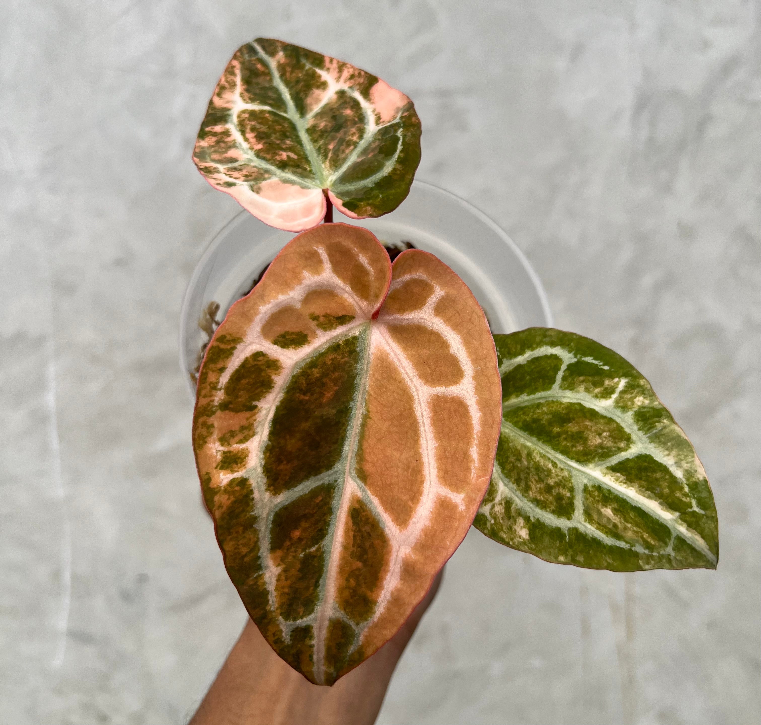 Anthurium Black Venom x RC NSE