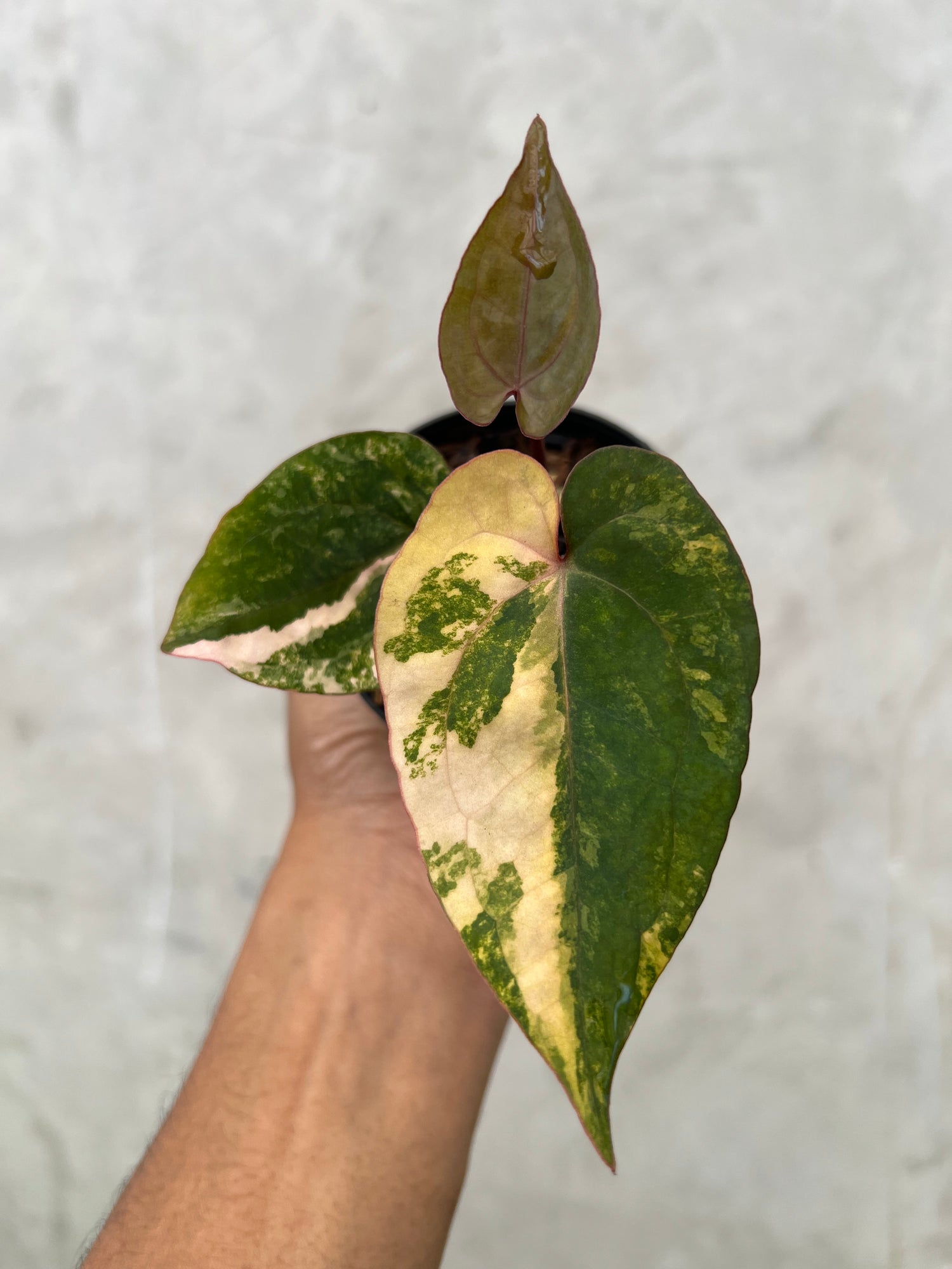 Anthurium Golden Sunrise x RVDP