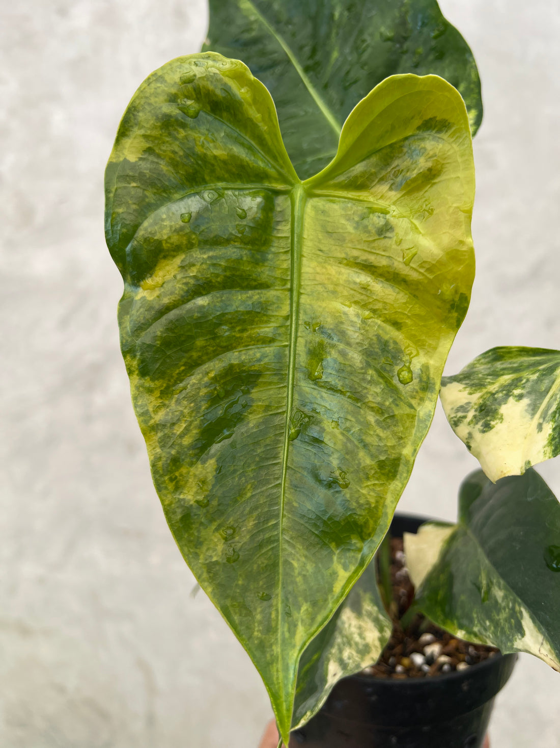 Anthurium Veitchii Variegated